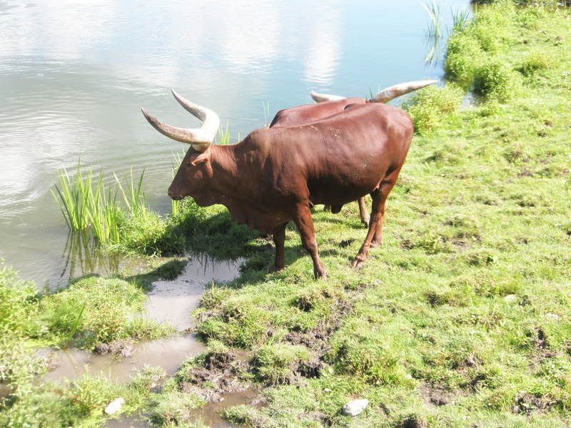 Watusi Cattle